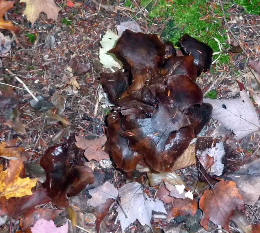 fungus156.jpg