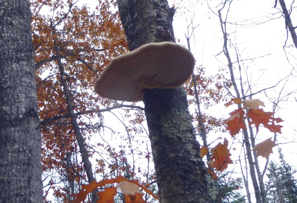 fungus175.jpg