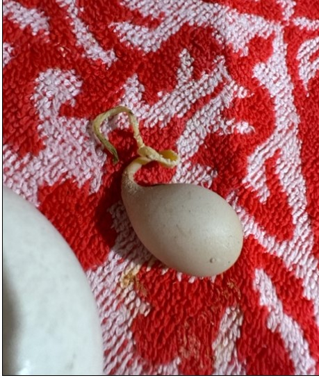 funny egg.jpg