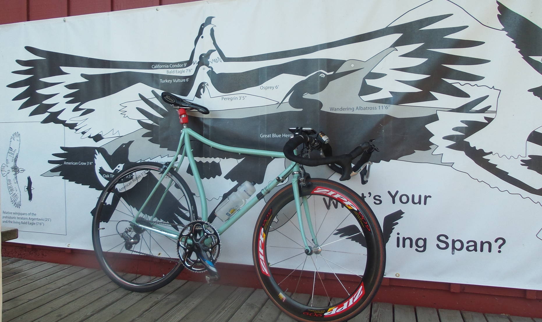 FunnyBikeWingspan.jpg