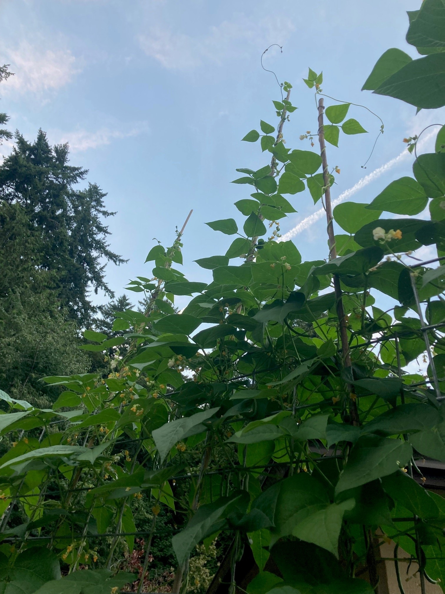 garden 2023 2.jpg