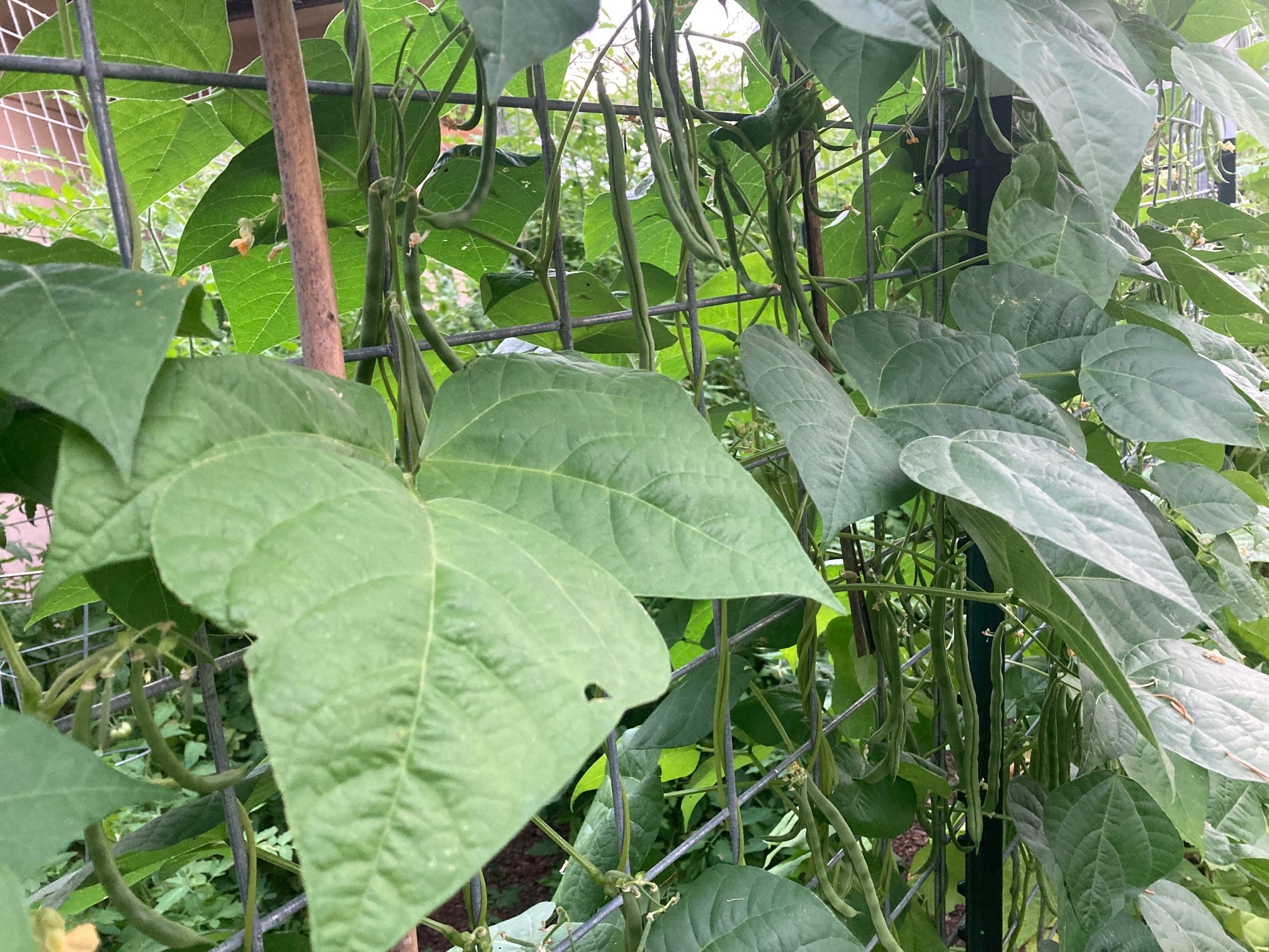 garden 2023 3.jpg
