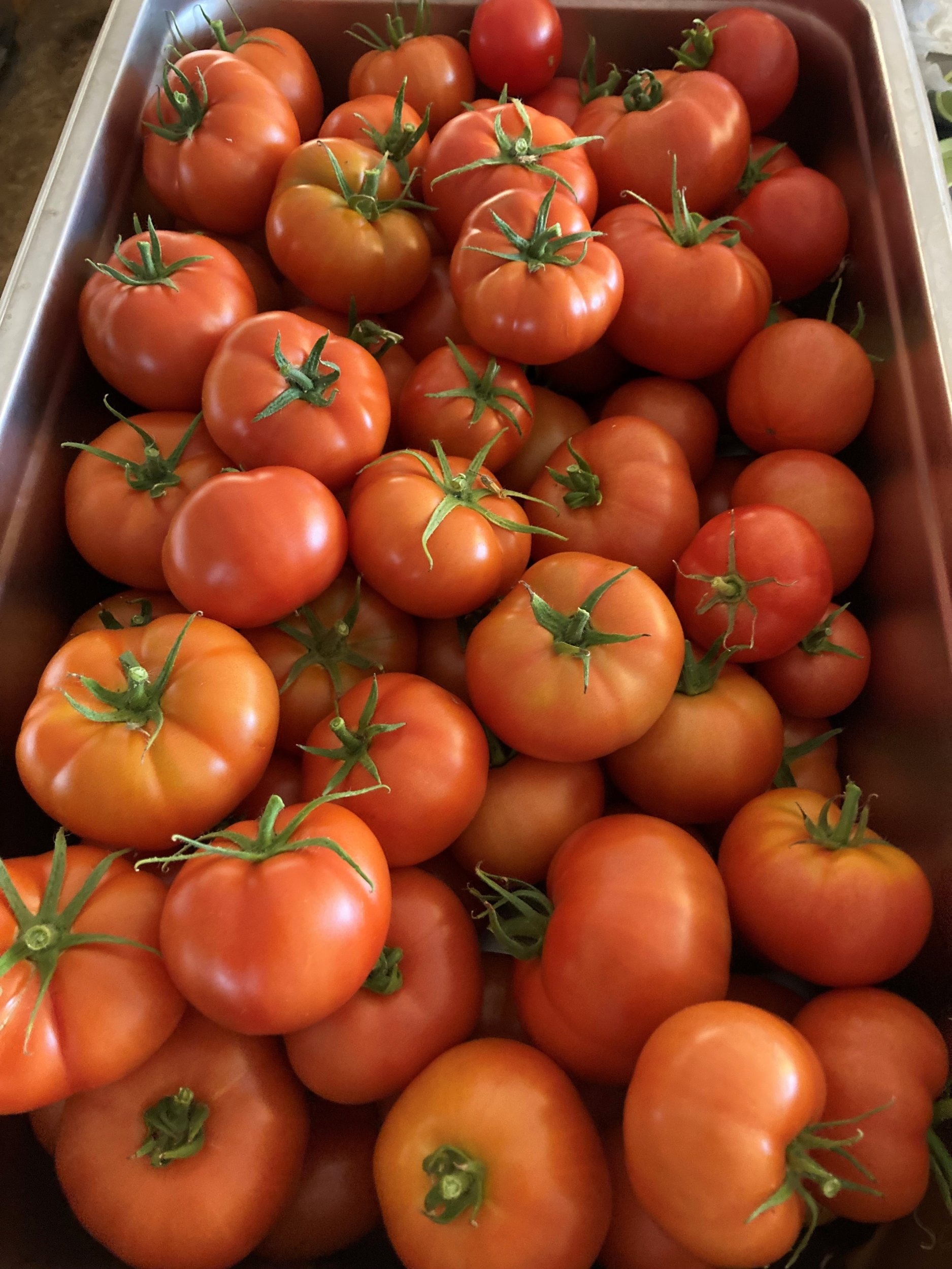 garden 2023 4.jpg
