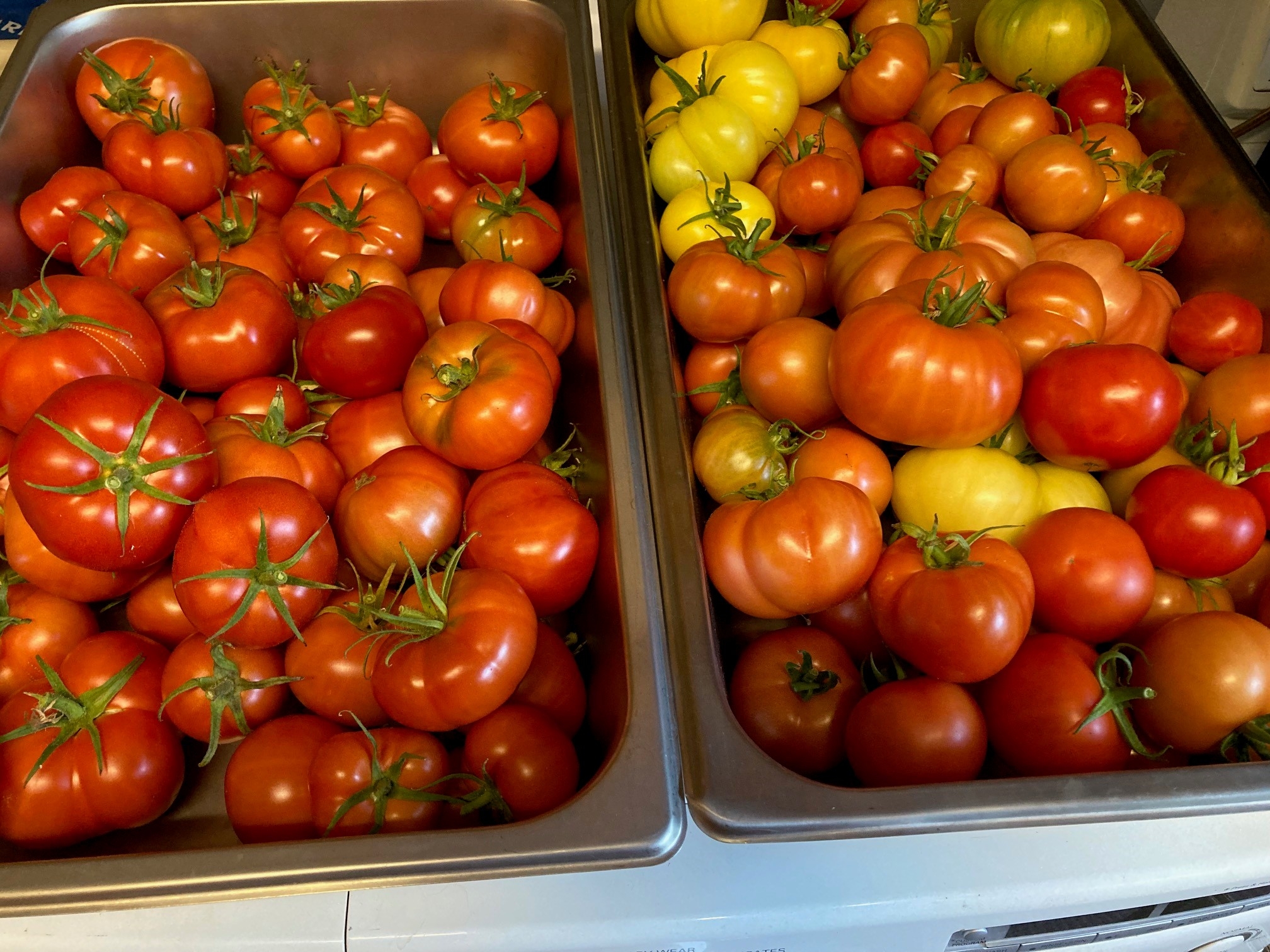garden 2023 5.jpg