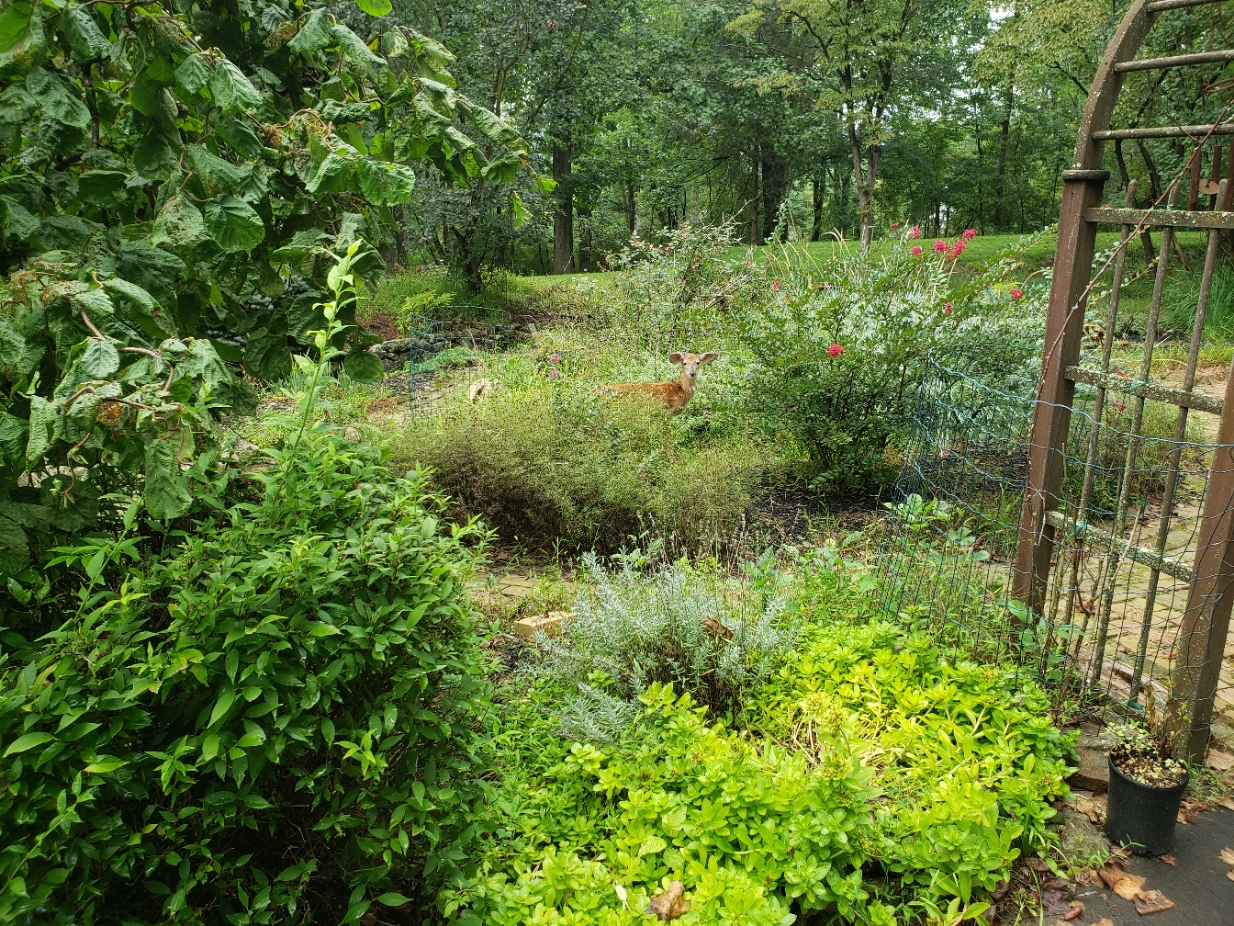 GardenFawn20210901_130650.jpg
