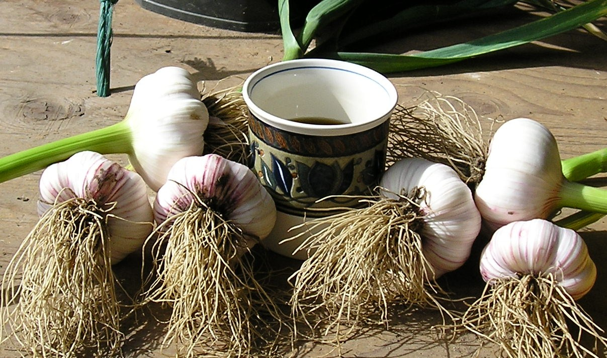 Garlic 2.jpg
