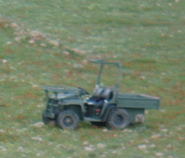 gator.jpg