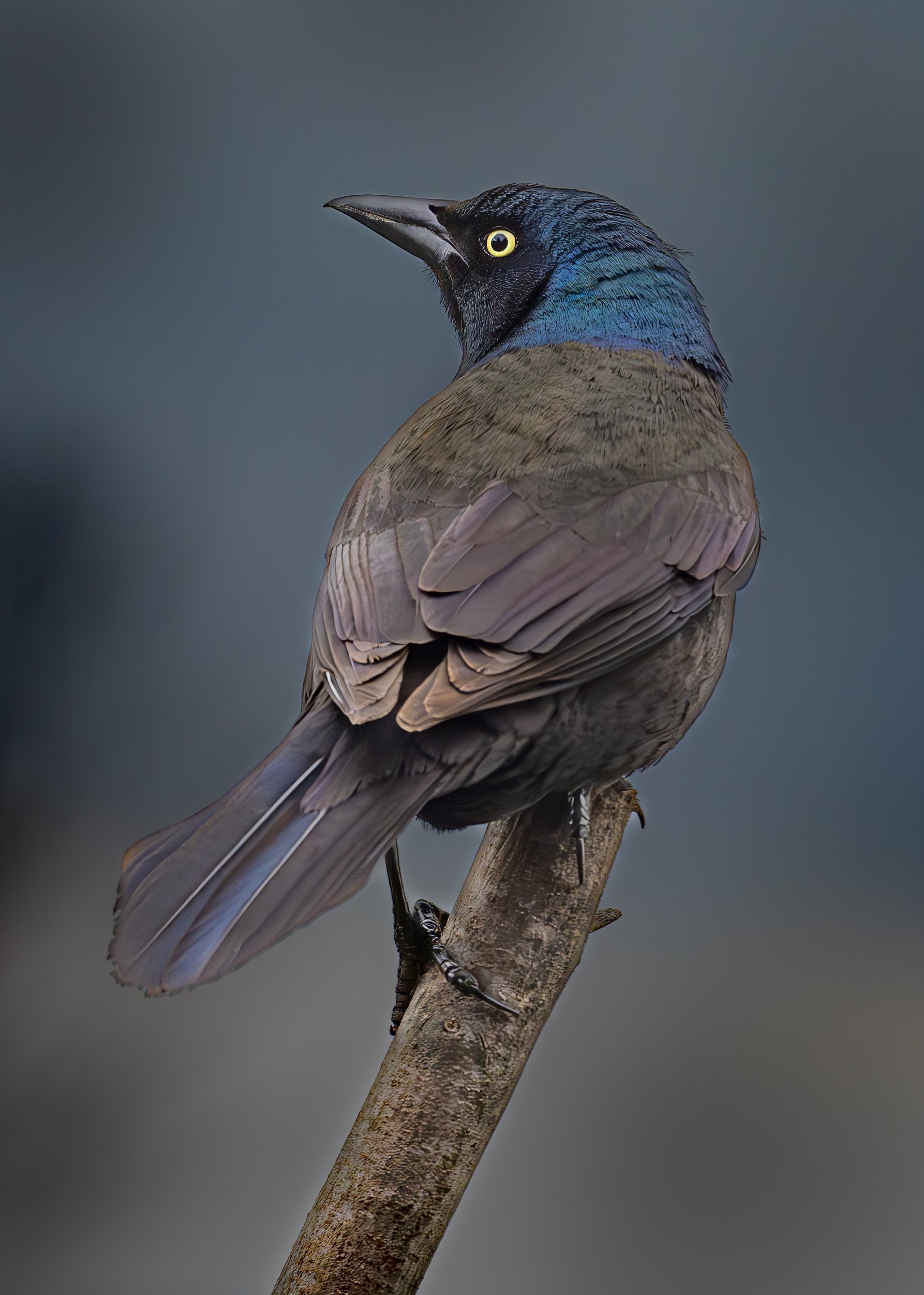 Grackle.jpg