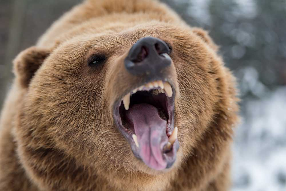 Grizzly-Bear.jpg