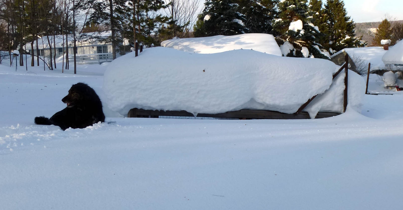 Gromit in yard snow.b.jpg