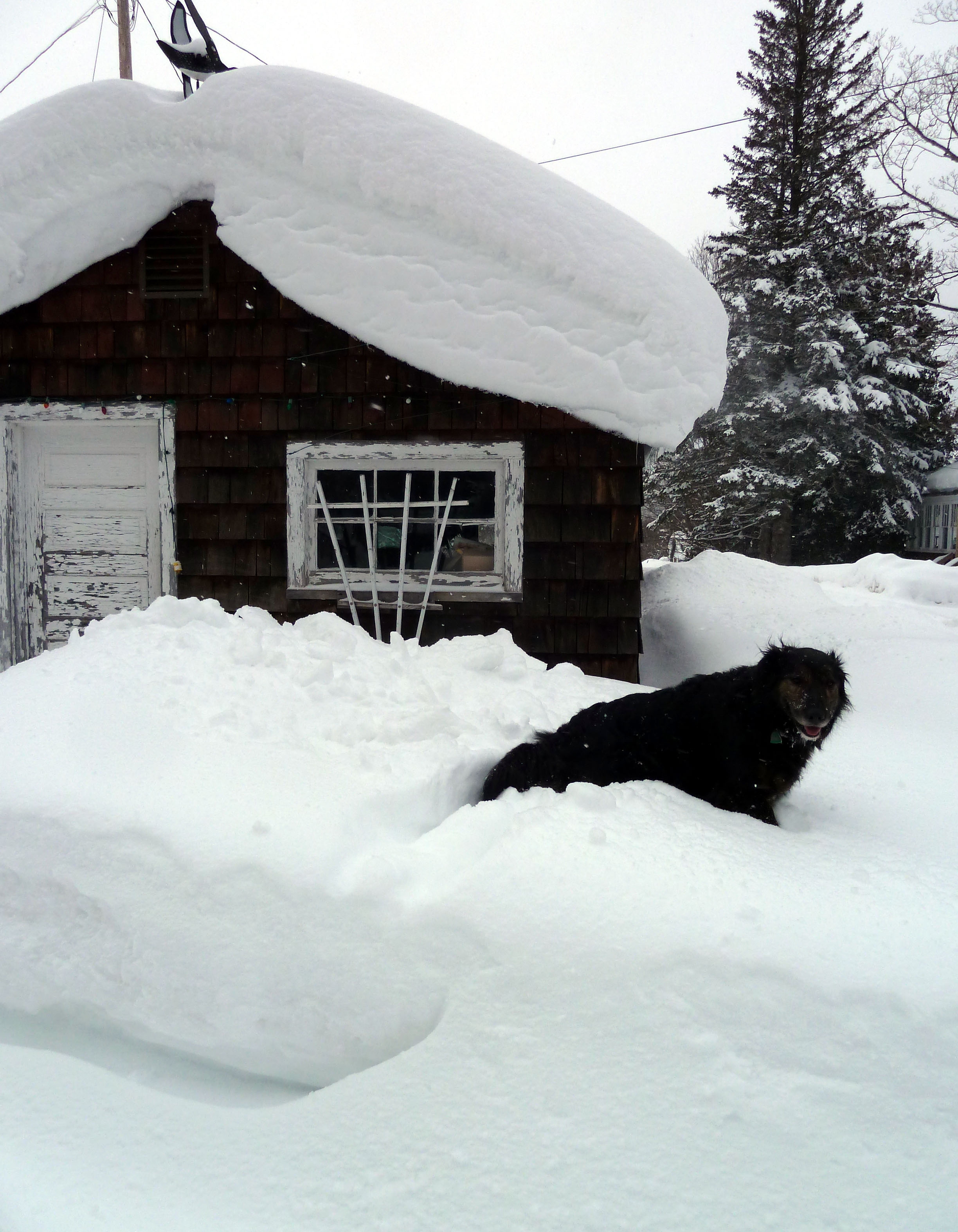 Gromit on snowbank.jpg