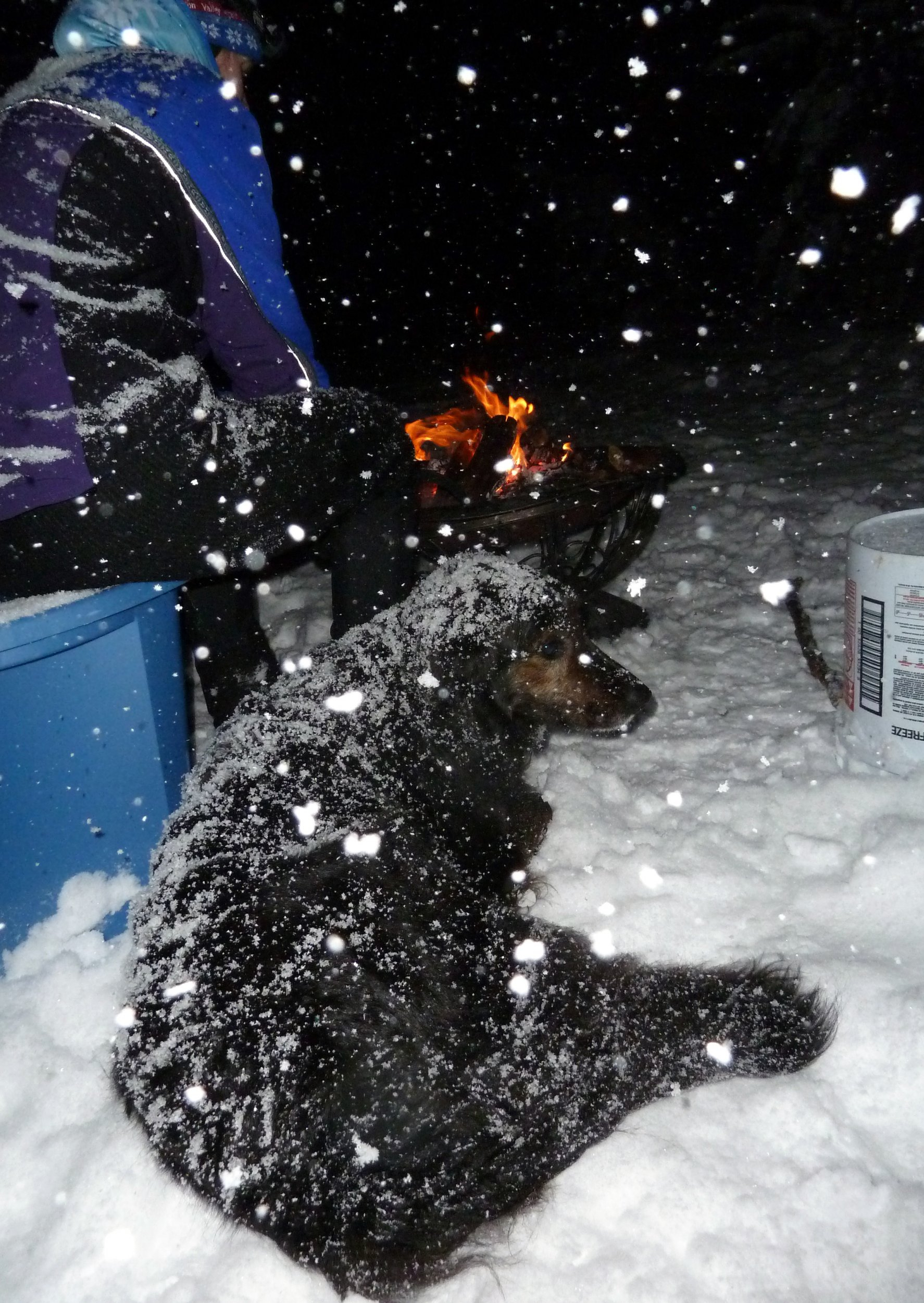 Gromit the snow dog Moonlight fire.jpg