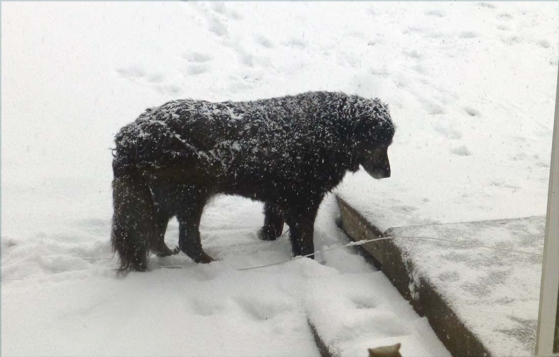 gromitsnow461.jpg