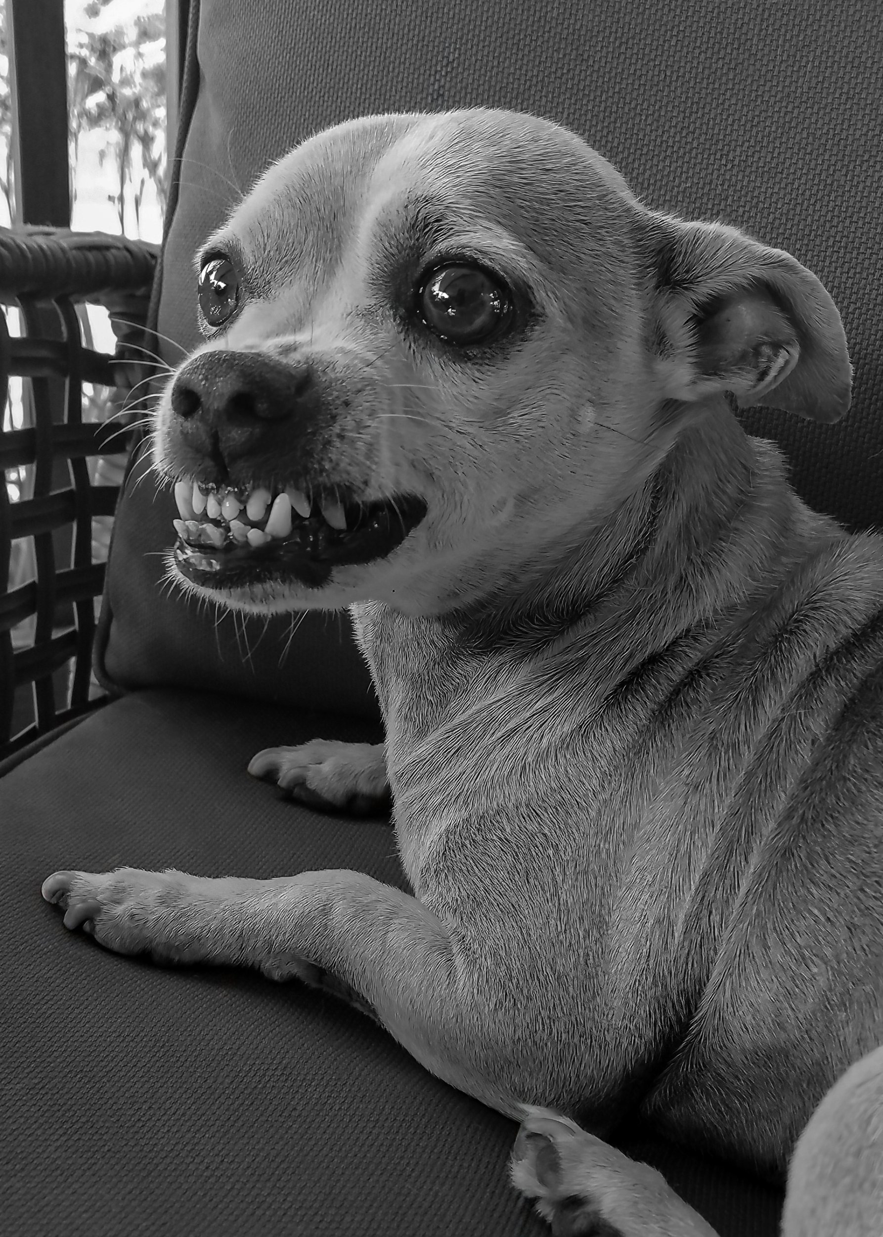 Growling Chadwick.jpg