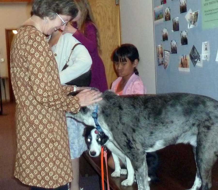 gsdogs489.jpg