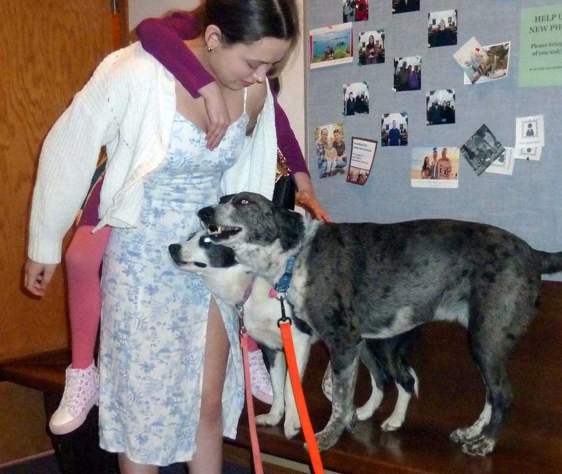 gsdogs491.jpg