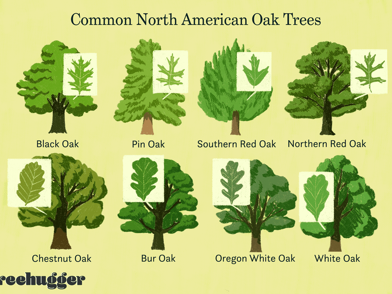 guide-to-common-oak-trees-of-north-america.png