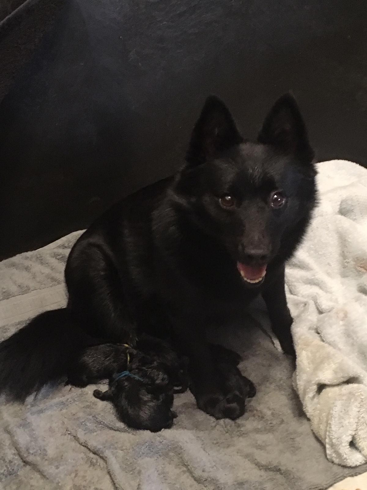 Gwen and Pups.jpeg