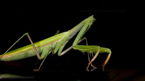Headless mantis.jpg