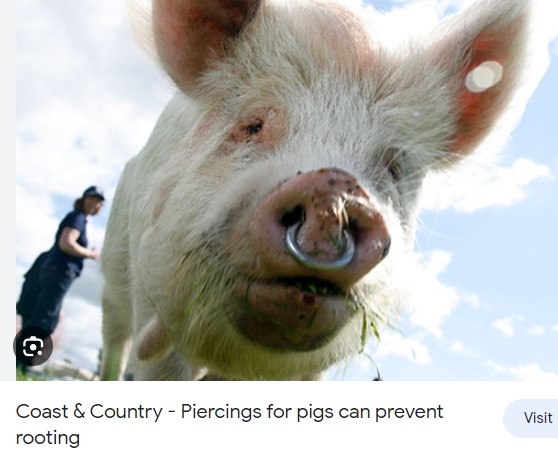 Hog Ring.jpg