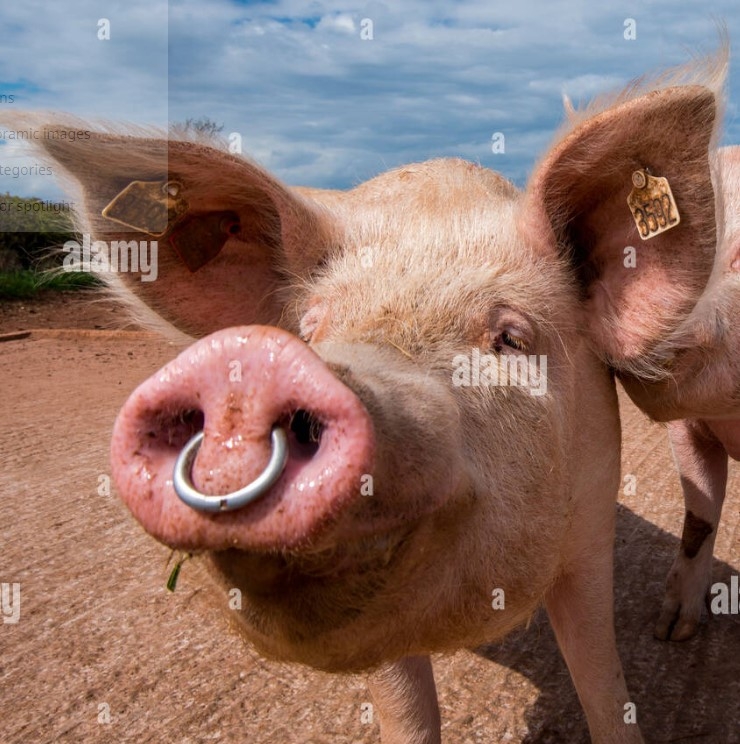 Hog Ring2.jpg