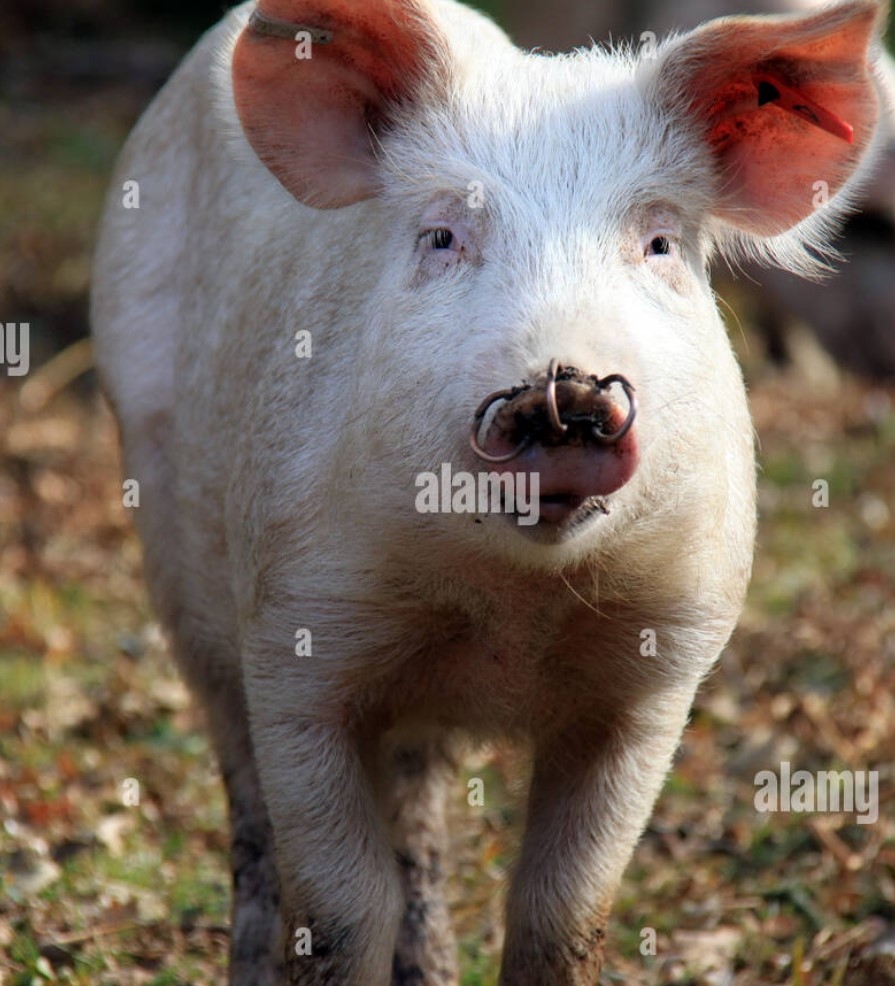 Hog Ring3.jpg
