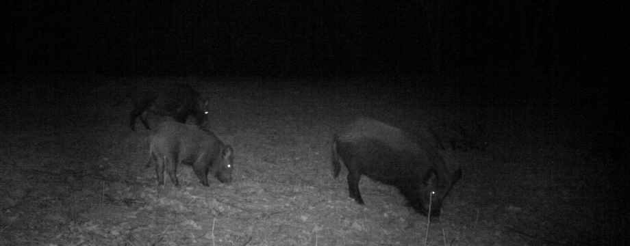 hogs1.jpg