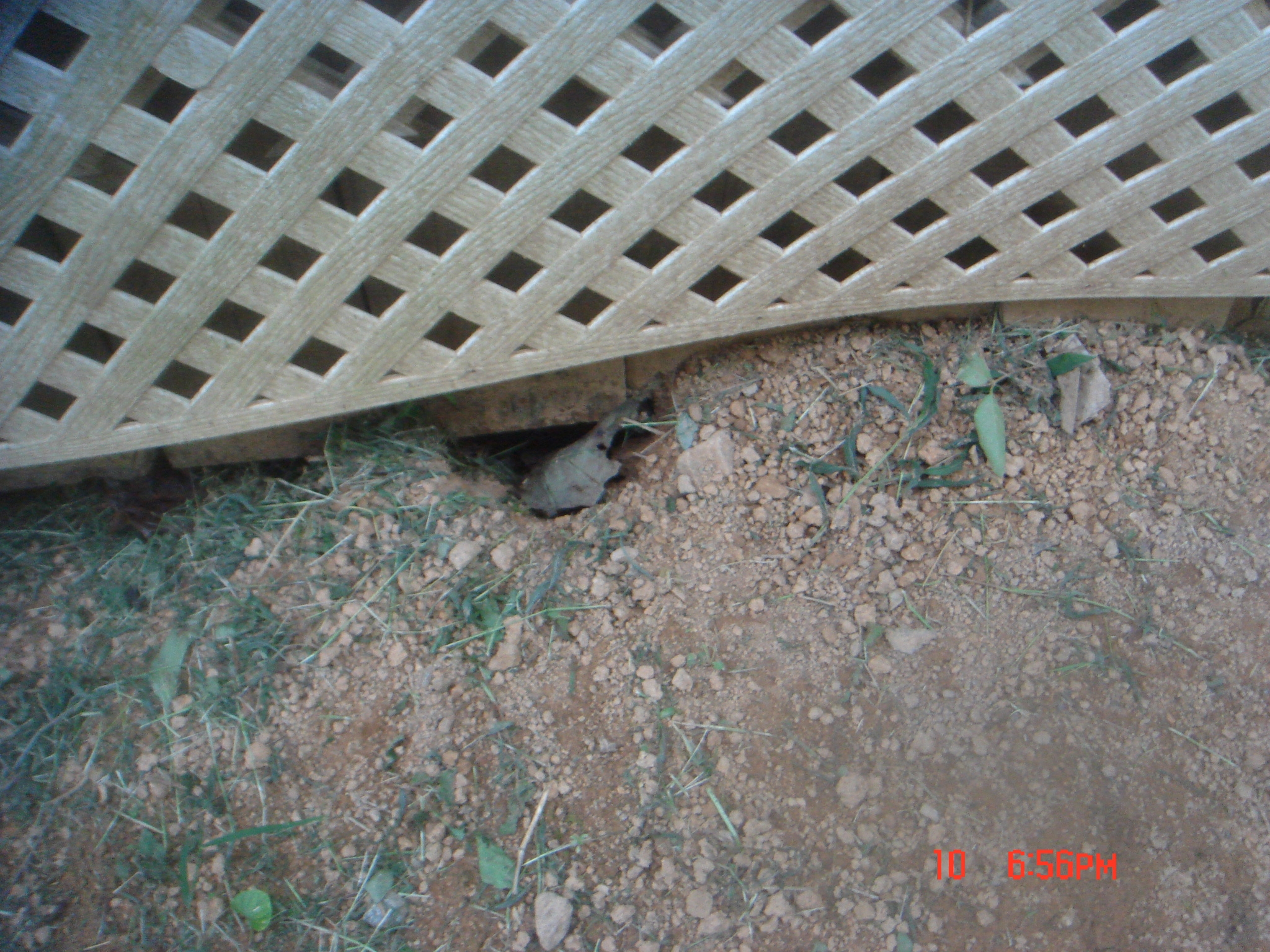 HOLES Garden Shed Area (2).JPG