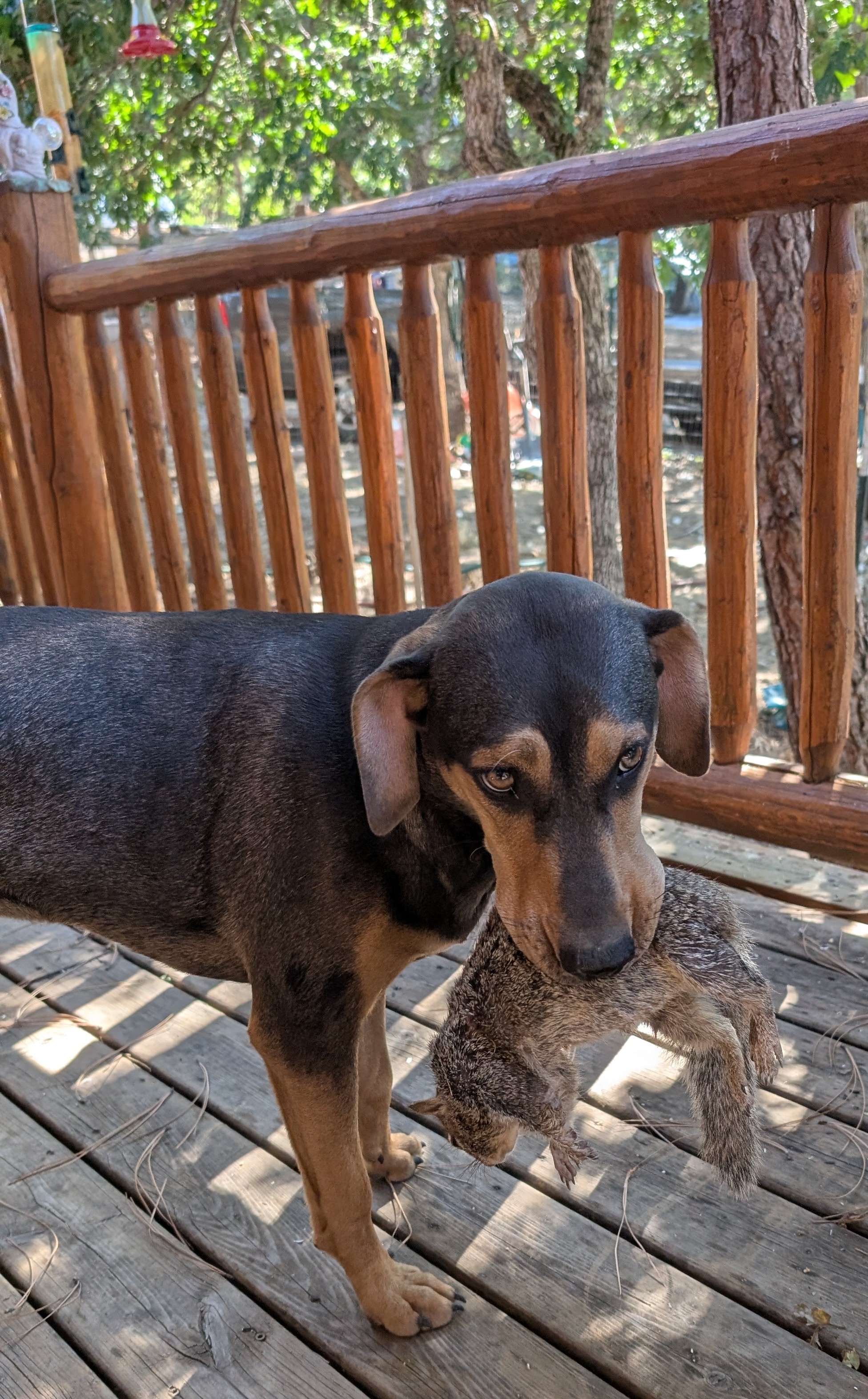 HoneysSquirrel.jpg