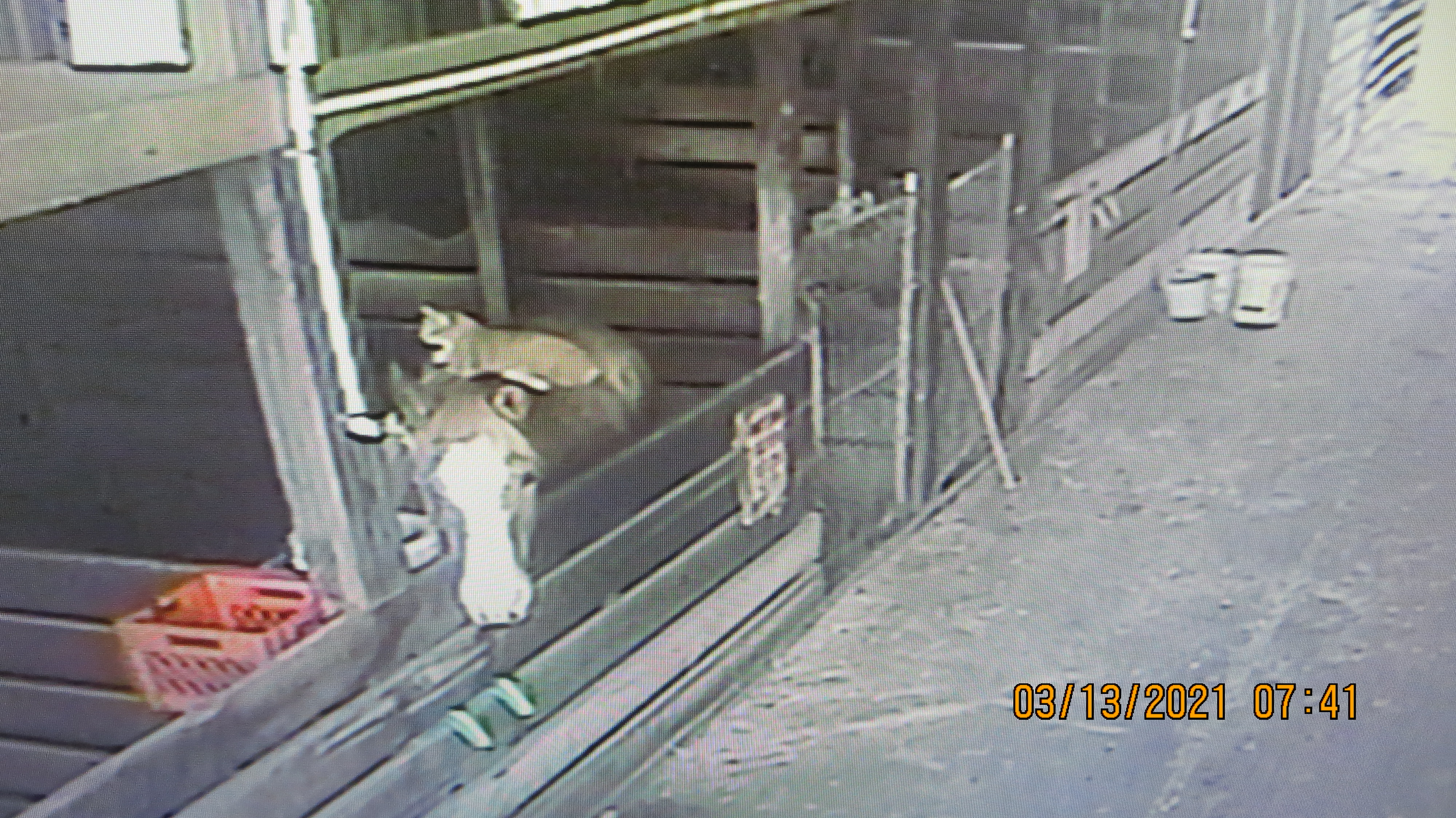 Horse and cat.JPG