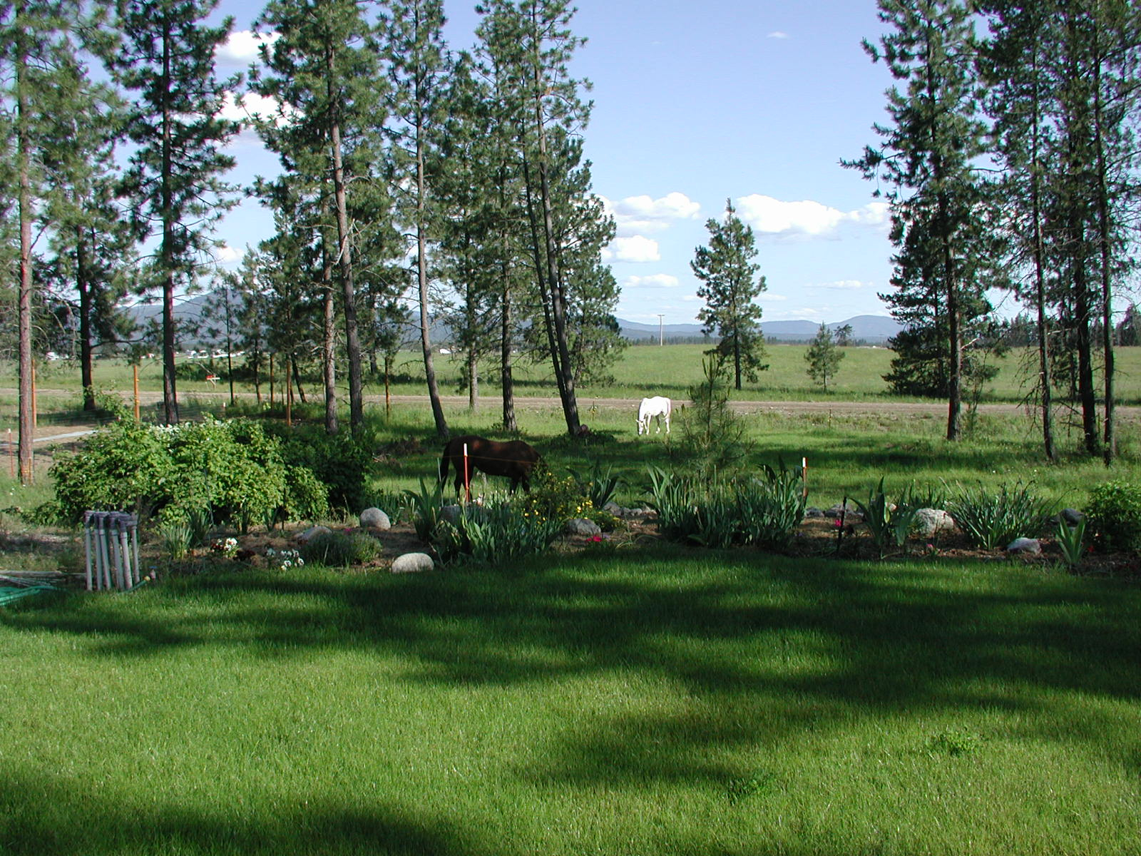 horses1.jpg