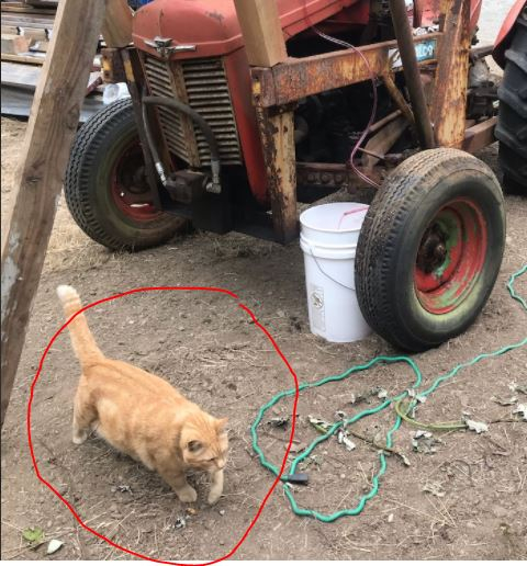huge_cat.JPG