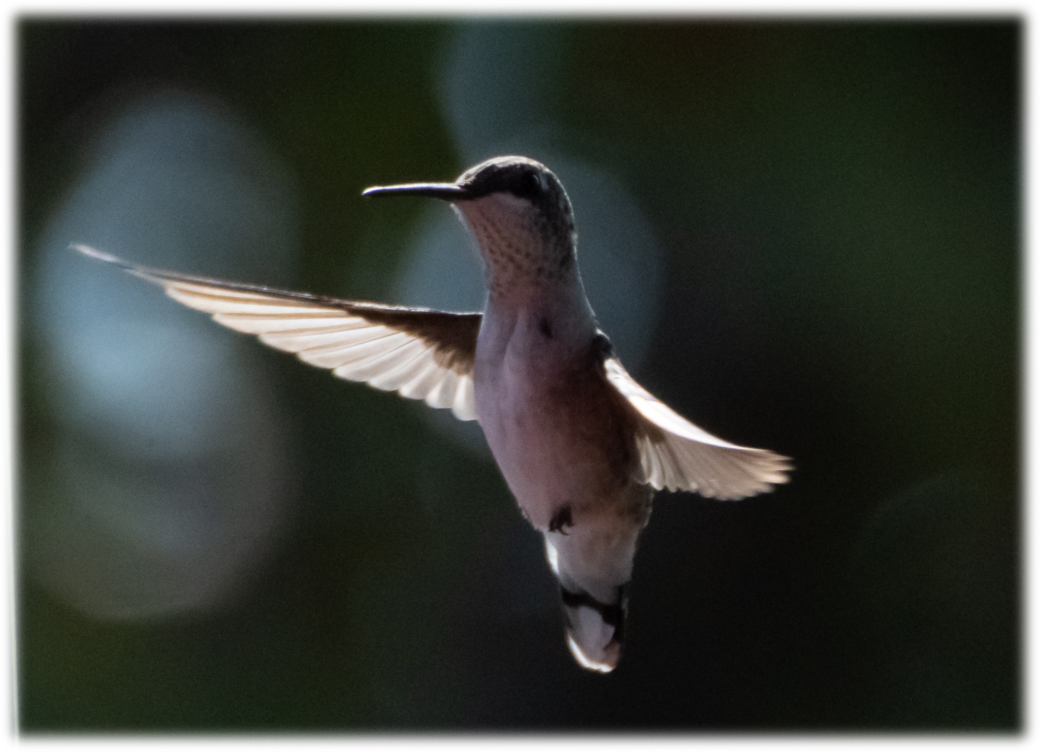 Hummer 2.jpg