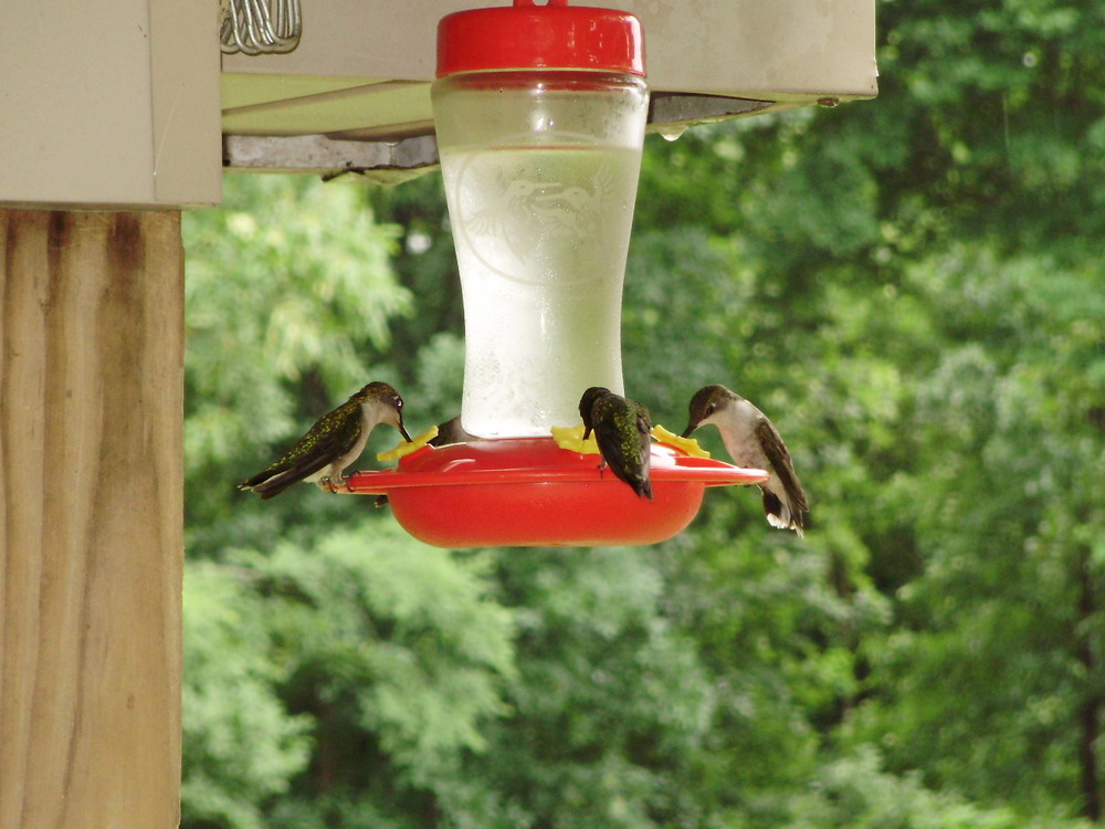 Hummers 016.jpg