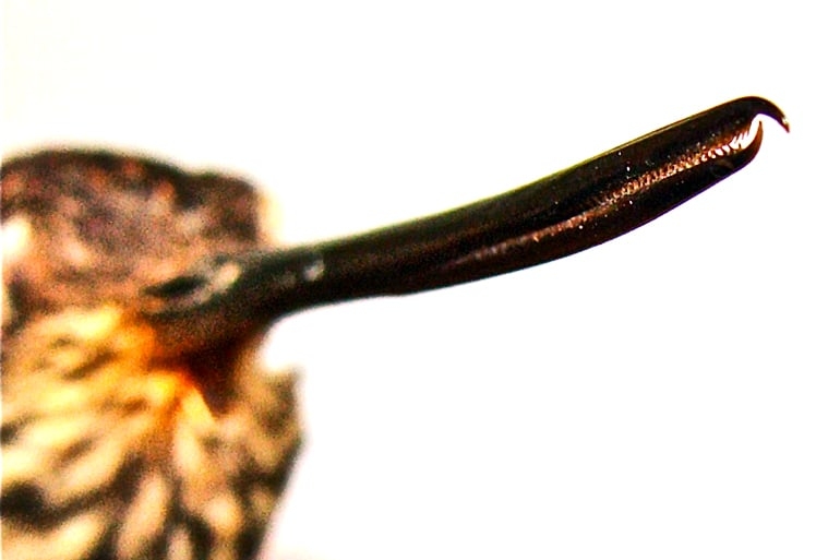 hummingbird bill2.jpg