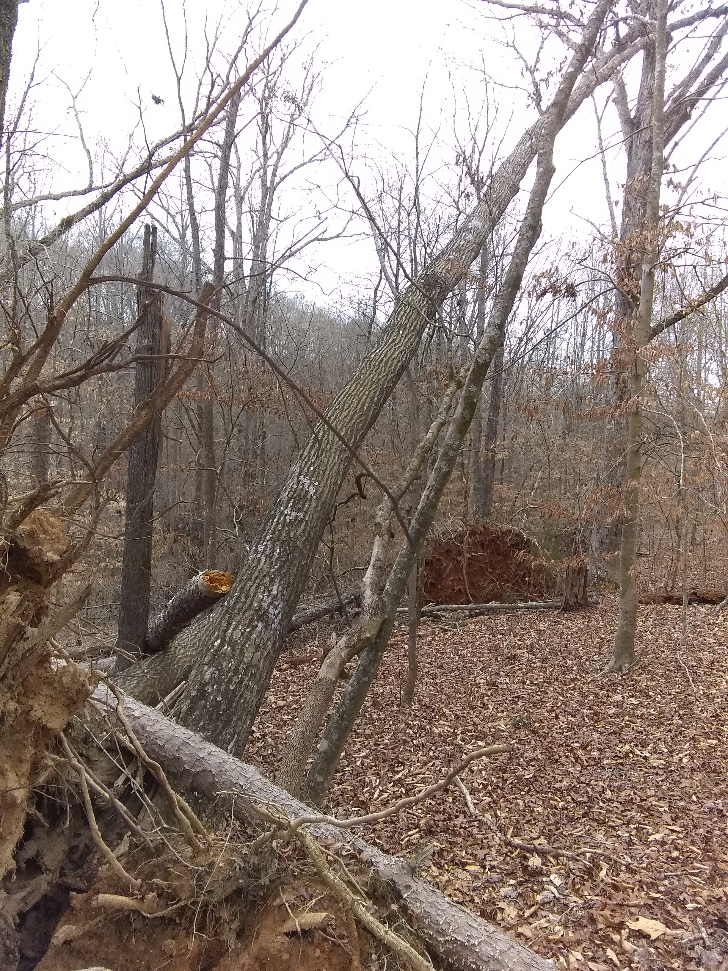 hung_up_tree_1[1].jpg