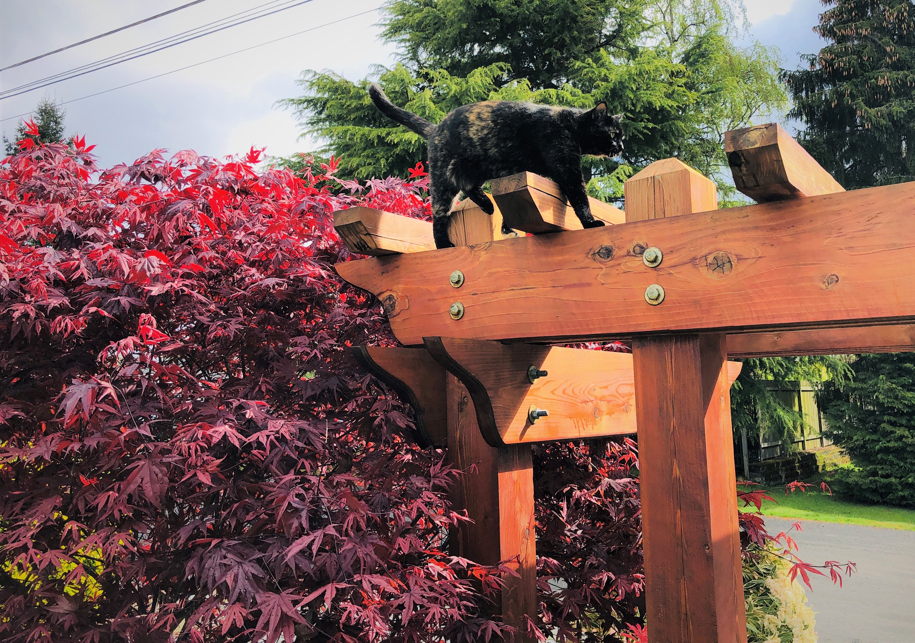I set Cleo on top of our Pergola (2).jpg