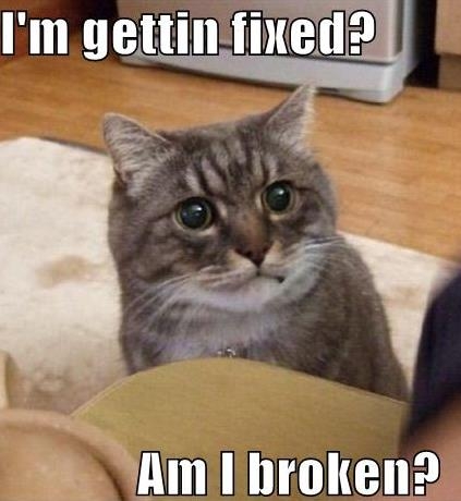 I'm getting fixed.jpg