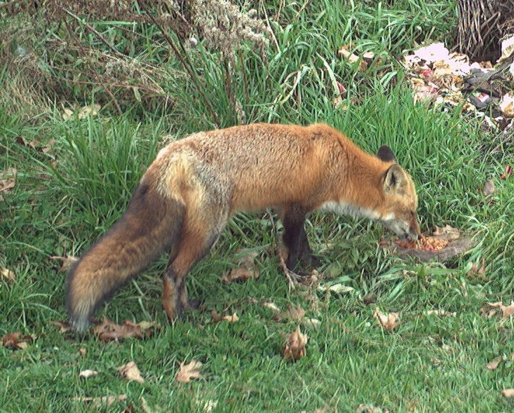 IMG_004177a.jpg