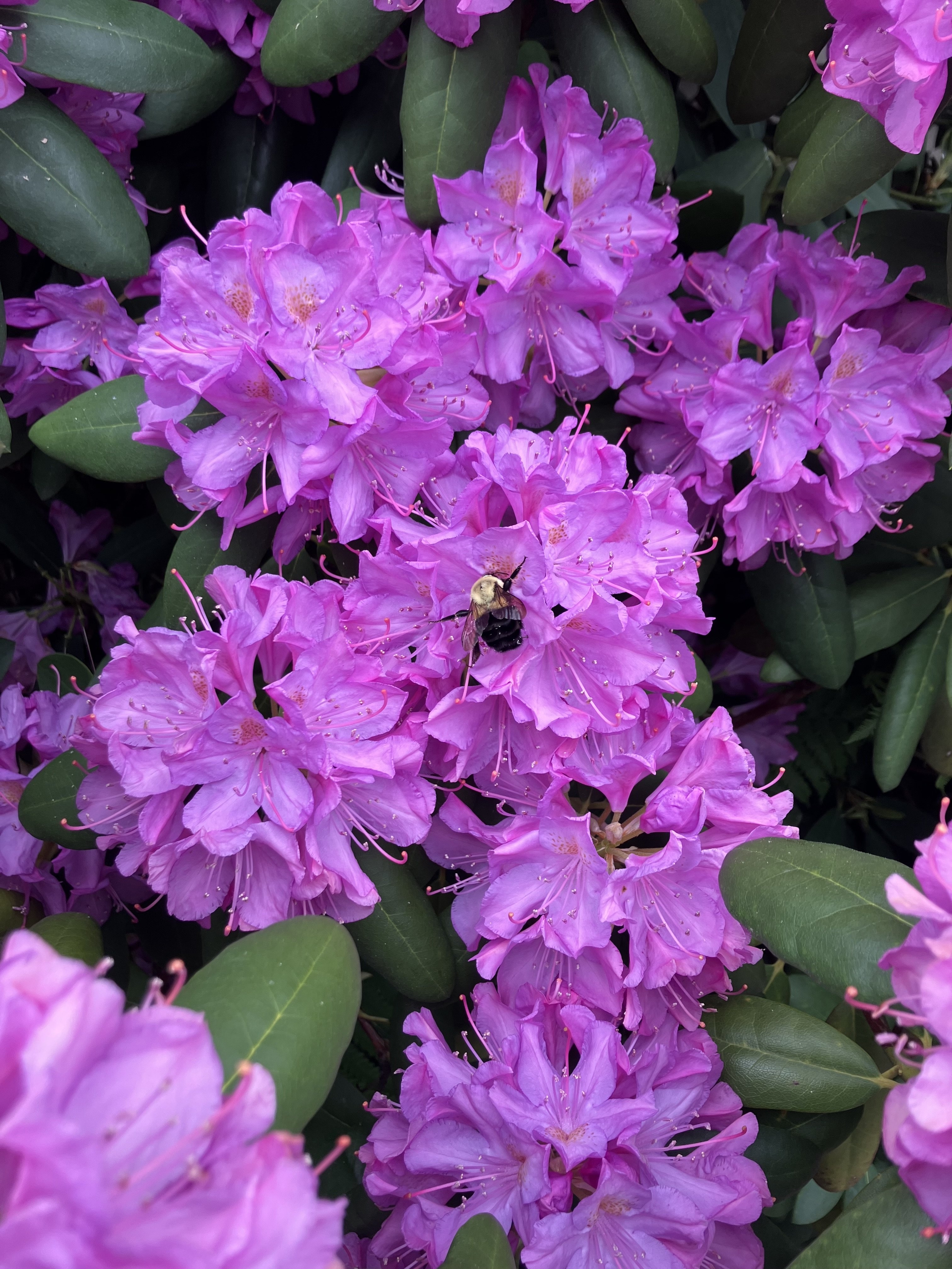IMG_0166.jpeg