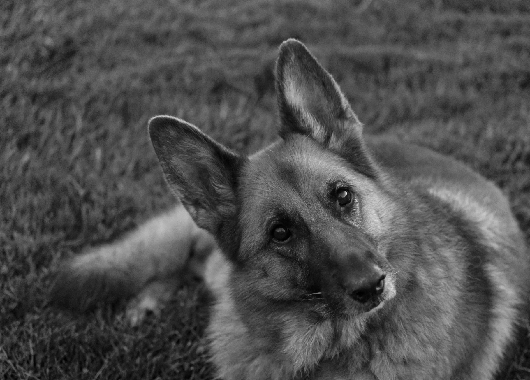 IMG_0270_DxO bw.jpg