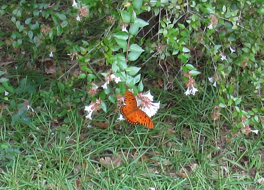 IMG_0408.JPG