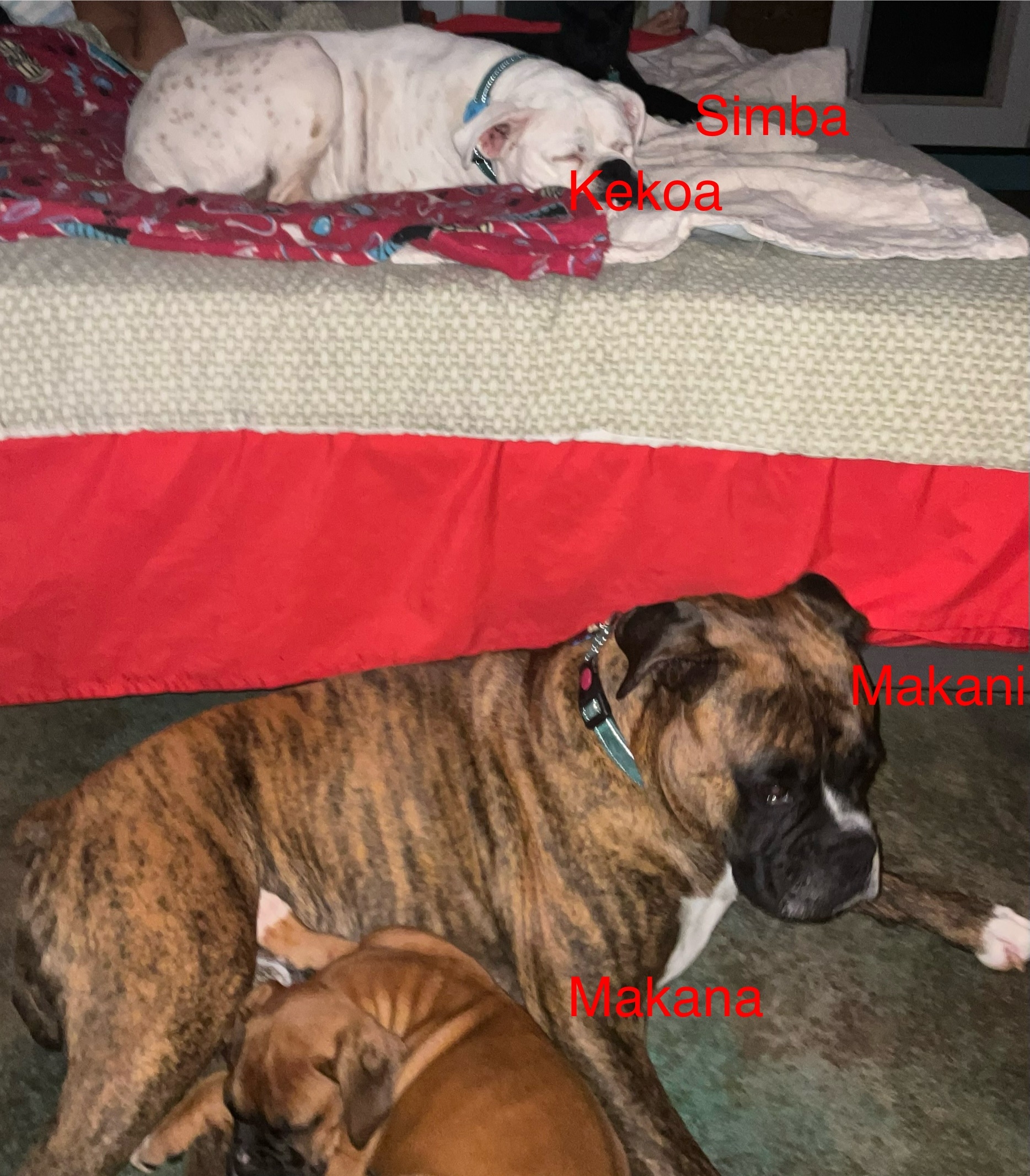 IMG_0411.jpeg