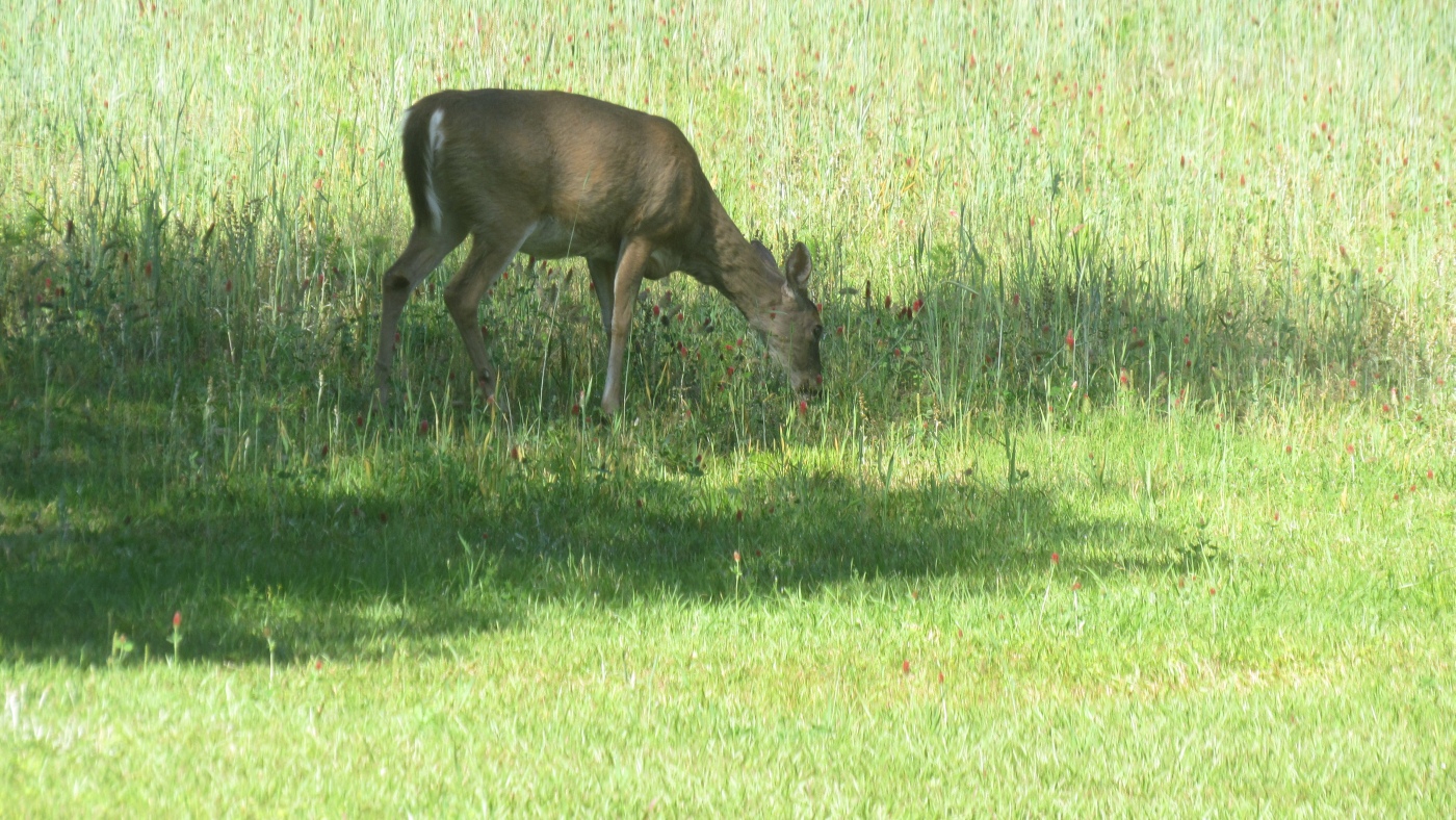 IMG_1064.JPG