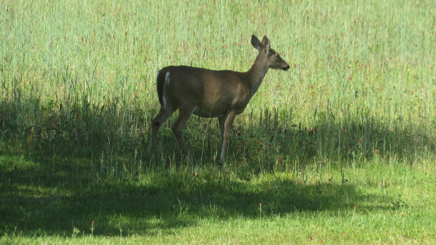 IMG_1065.JPG