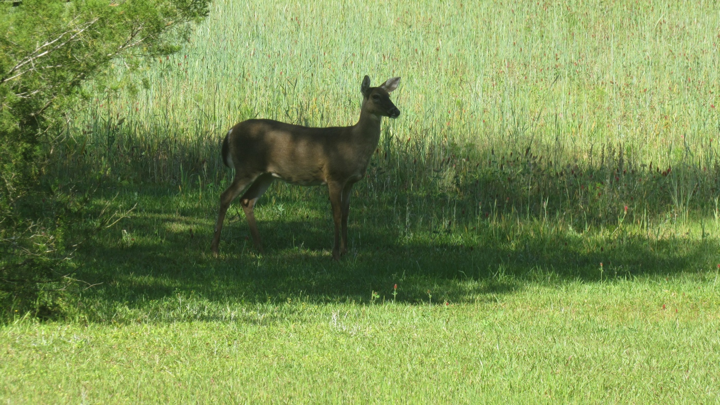 IMG_1070.JPG