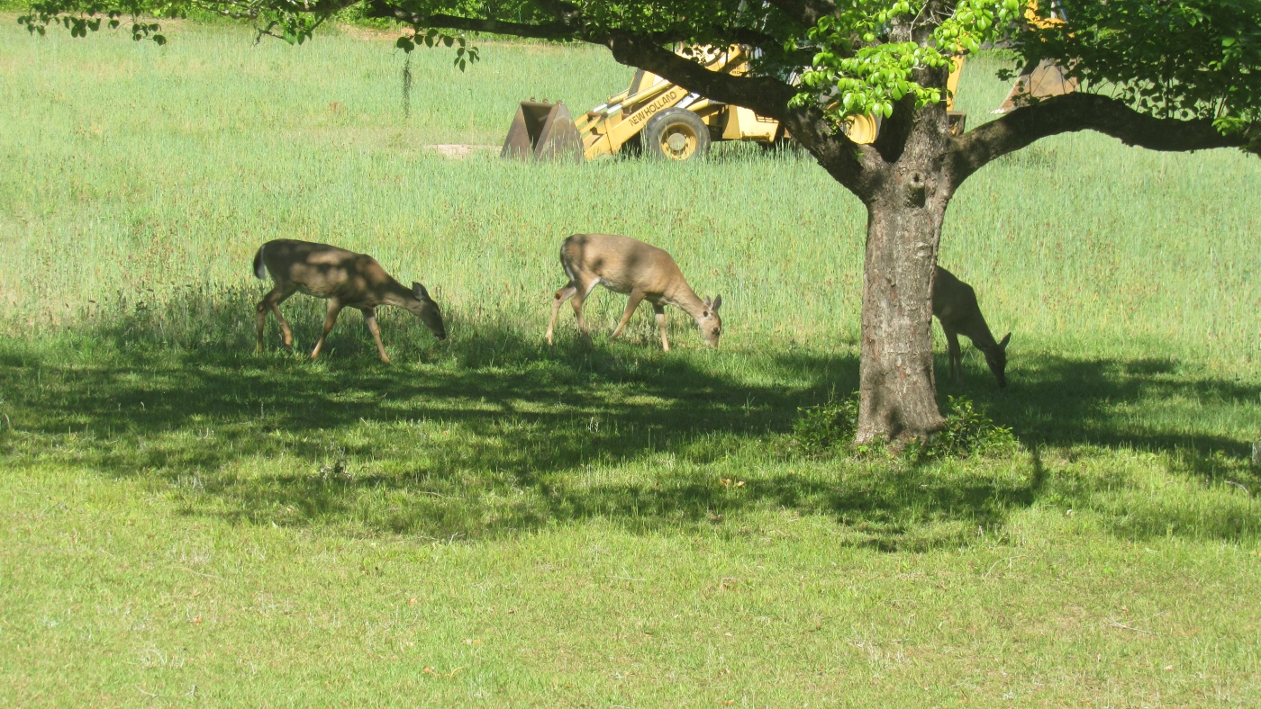 IMG_1072.JPG