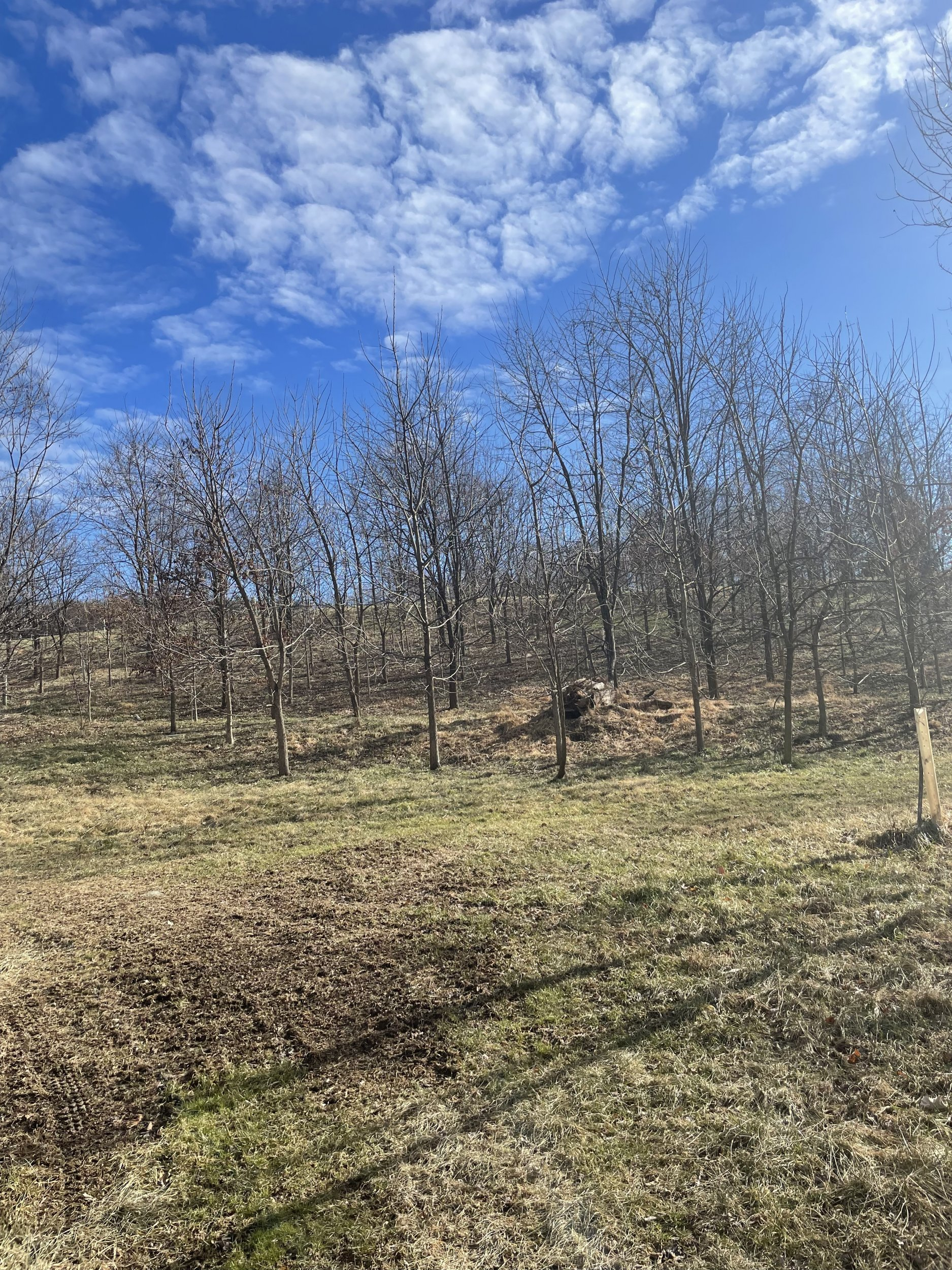 IMG_1453.jpeg