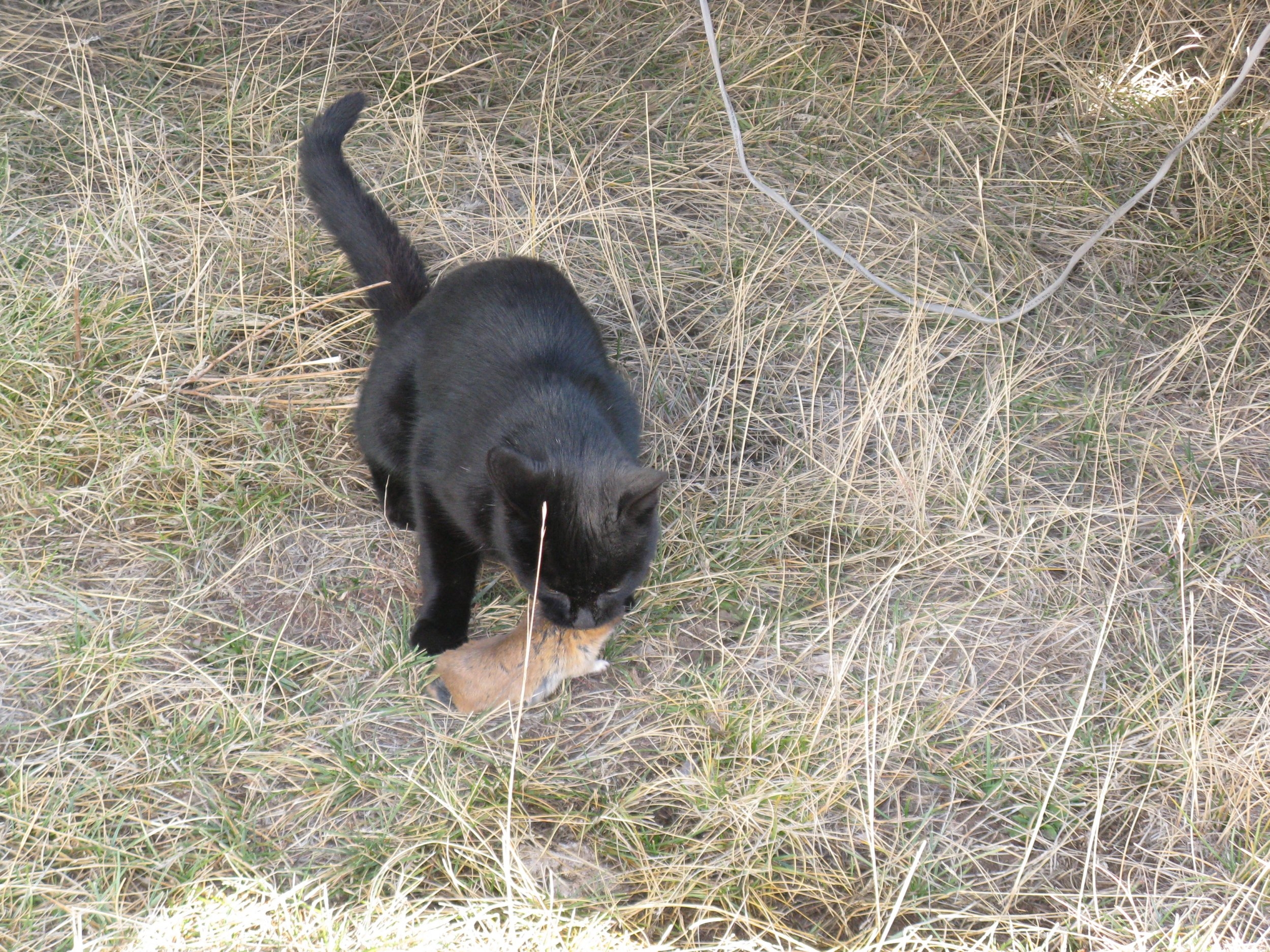 IMG_1751.jpg