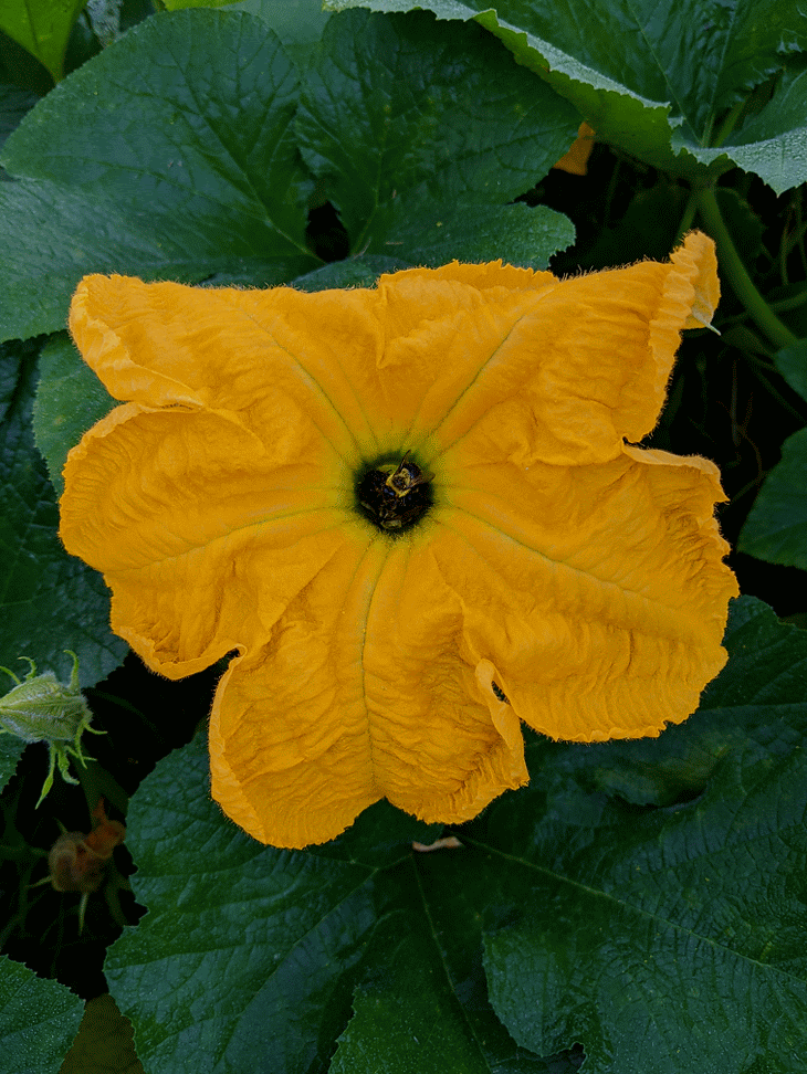 IMG_20200813_062913-ANIMATION.gif